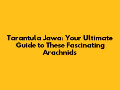 Tarantula Jawa: Your Ultimate Guide to These Fascinating Arachnids